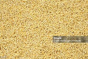Foxtail Millet(kangni)
